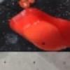 Hold preview